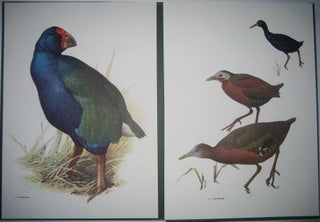 Introductory Chapter and Abbreviated Species Accounts from Rails of the World: A Monograph of the Family Rallidae.